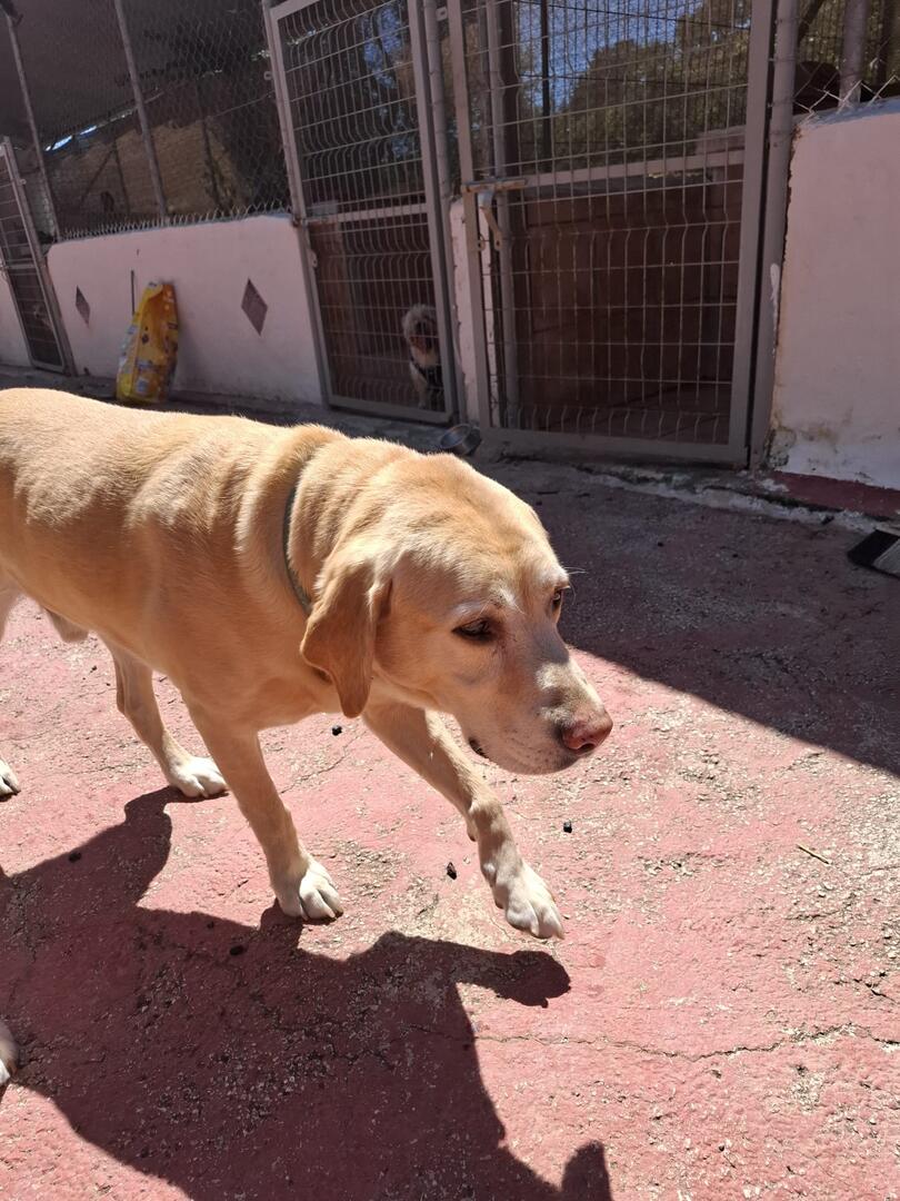 Barney and Buddy - AM26276