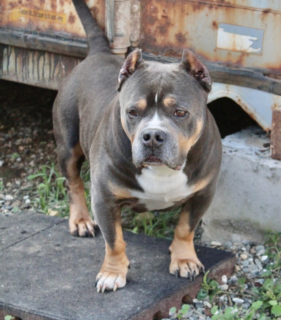 CocoML - AM2522ML CocoML - AM2522ML