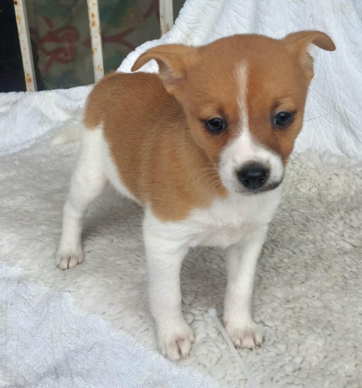 Spice - PF247A Spice - PF247A