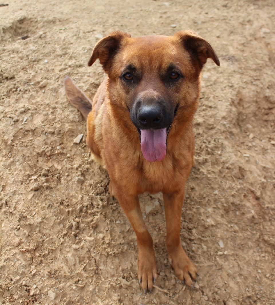 Xena - AF2471PL Xena - AF2471PL