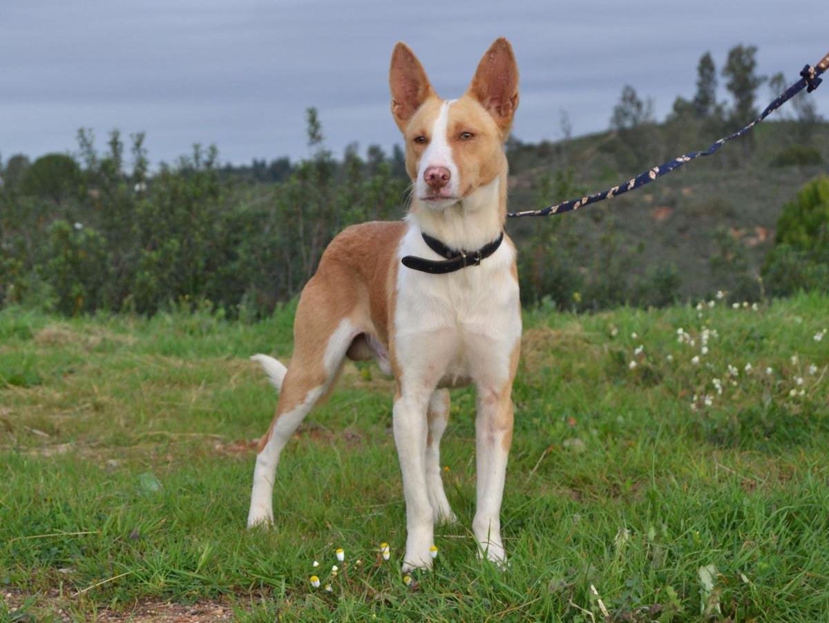 Rufus - AM25117 Rufus - AM25117