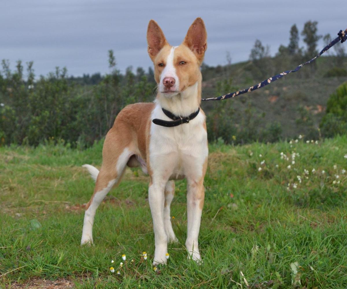 Rufus - AM25117 Rufus - AM25117