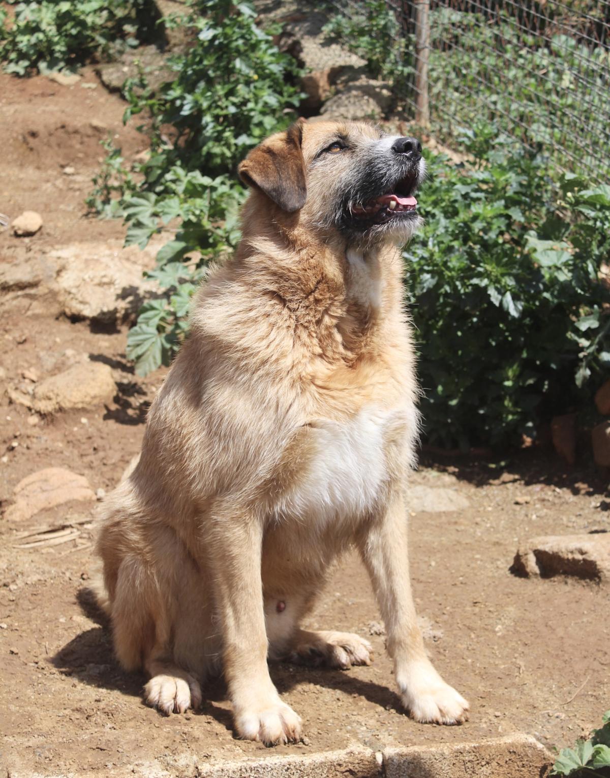 Wolfy - AM25161AD Wolfy - AM25161AD