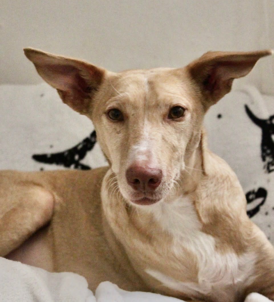 Dulce - AF2426PL Dulce - AF2426PL