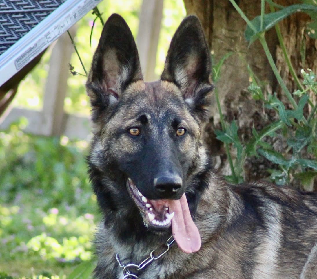 Diva - YF2443 Diva - YF2443