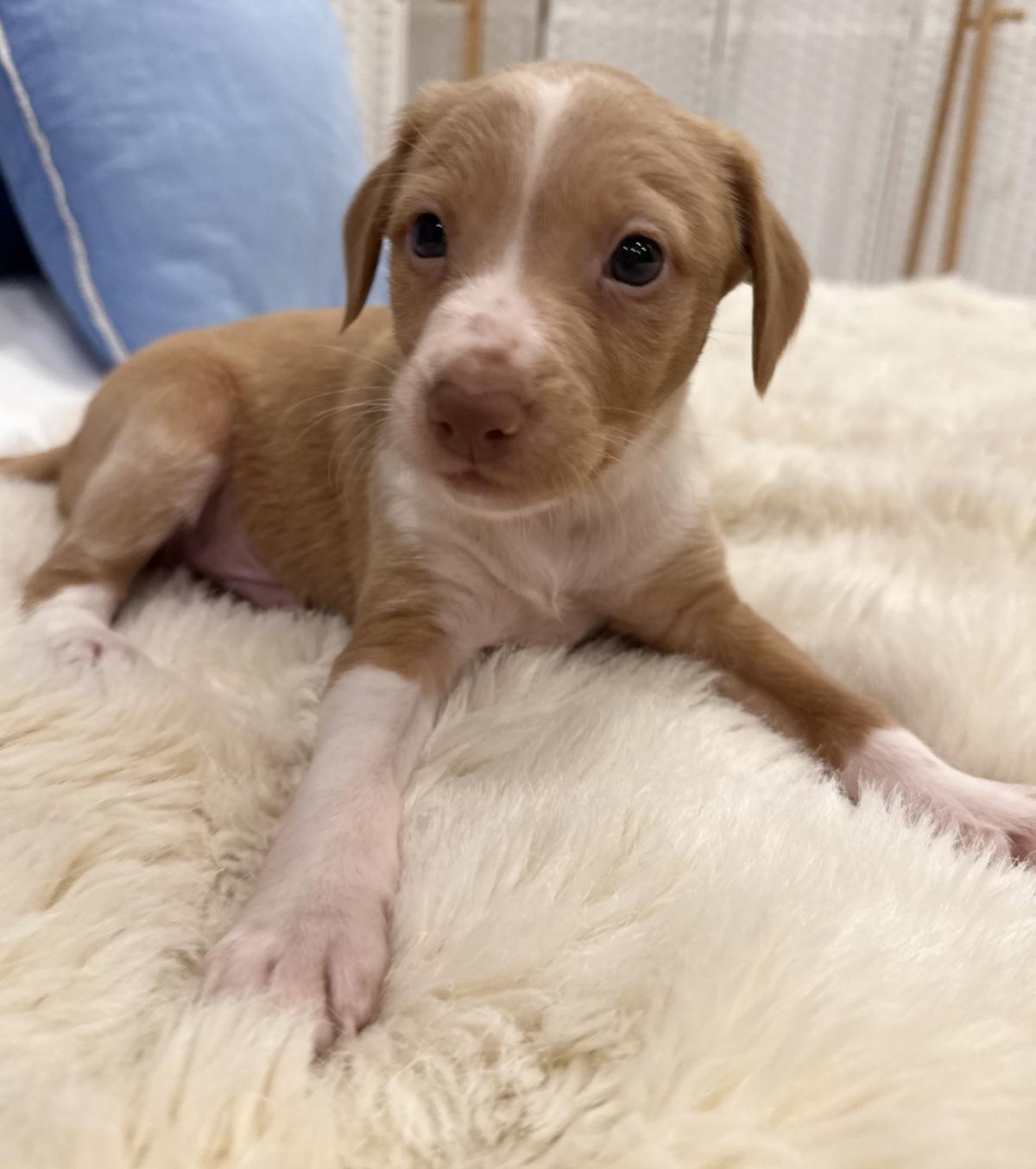 Rusty - PM26246TA Rusty - PM26246TA