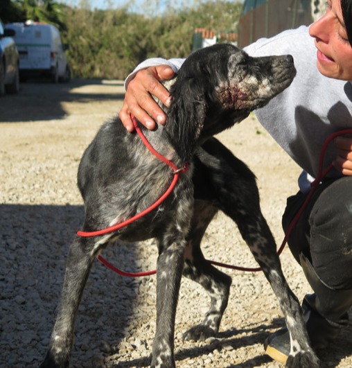 Berenguela  - AF25231LB