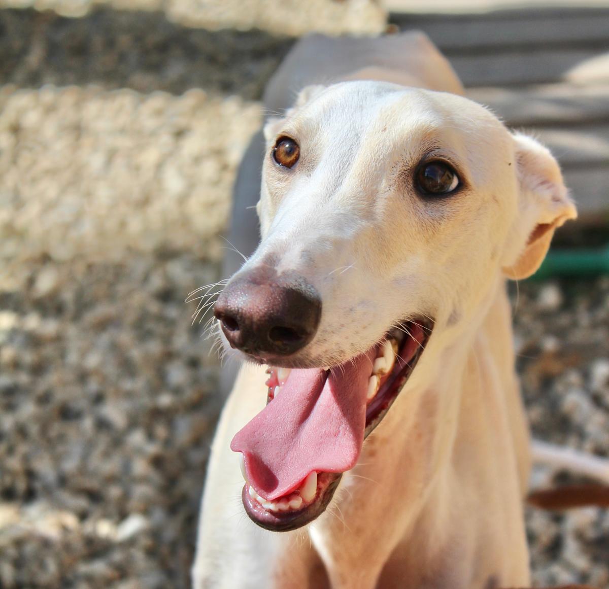 Kenzo - YM2450FC Kenzo - YM2450FC