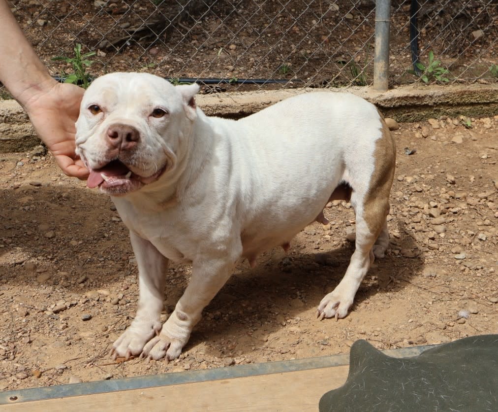 Linda - AF25158 Linda - AF25158