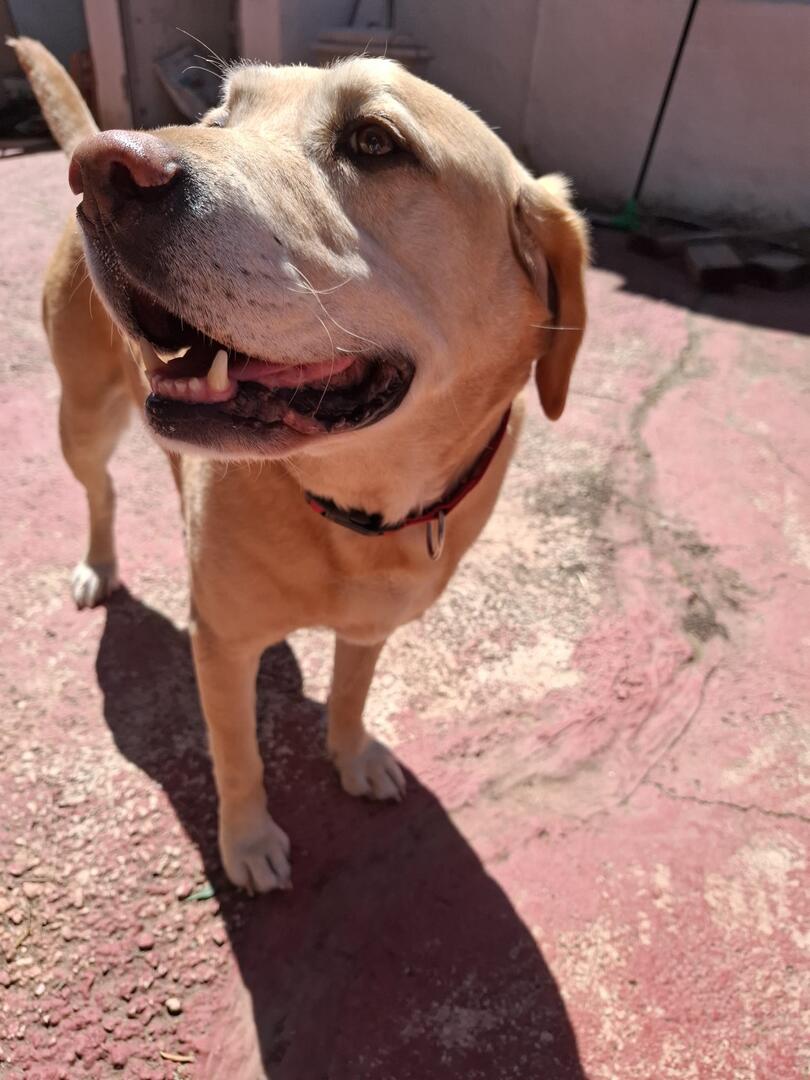 Barney and Buddy - AM26276