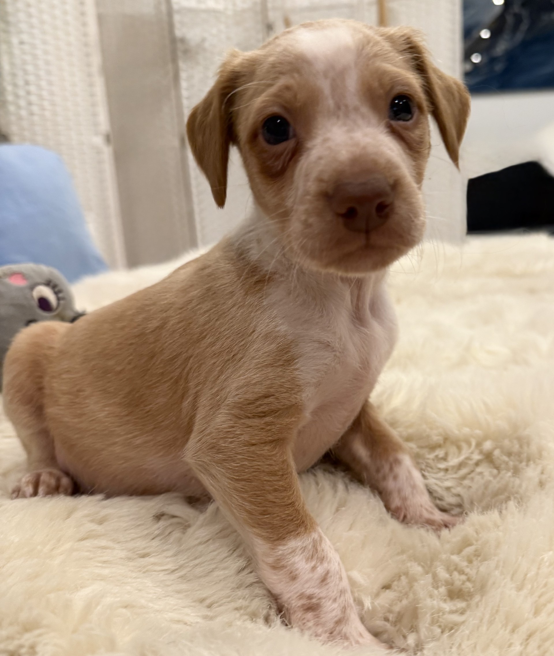 Sheeran  - PM26245TA