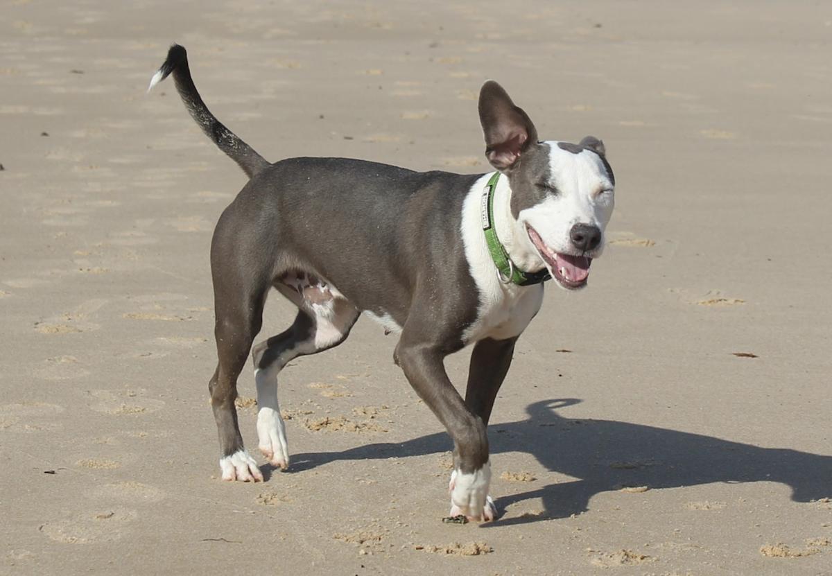 Winston - PM25118 Winston - PM25118