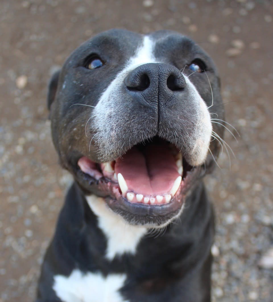 Amanda - AF25222ML Amanda - AF25222ML