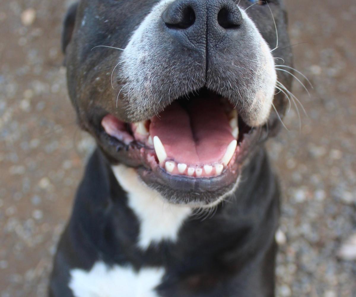 Amanda - AF25222ML Amanda - AF25222ML