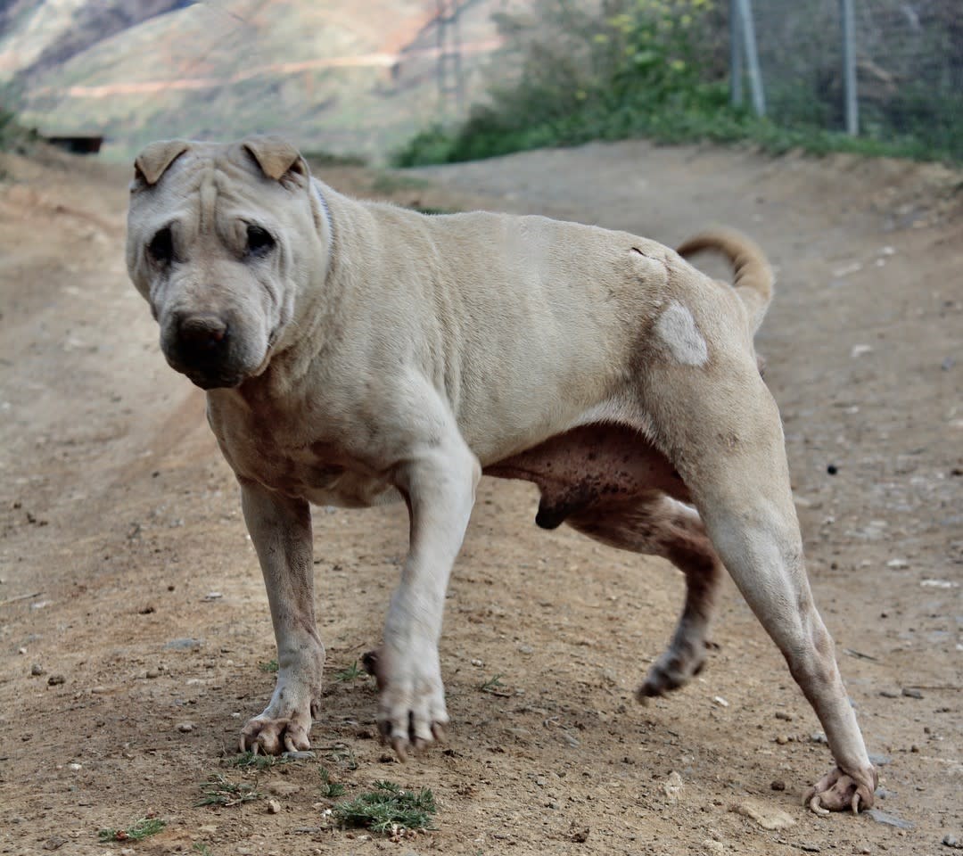 Ezra - AM2413SS Ezra - AM2413SS