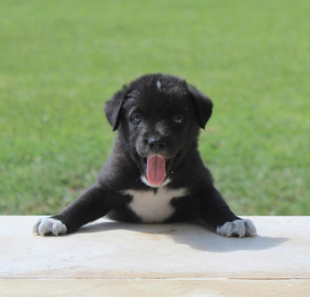 Timber  - PM2484 Timber  - PM2484