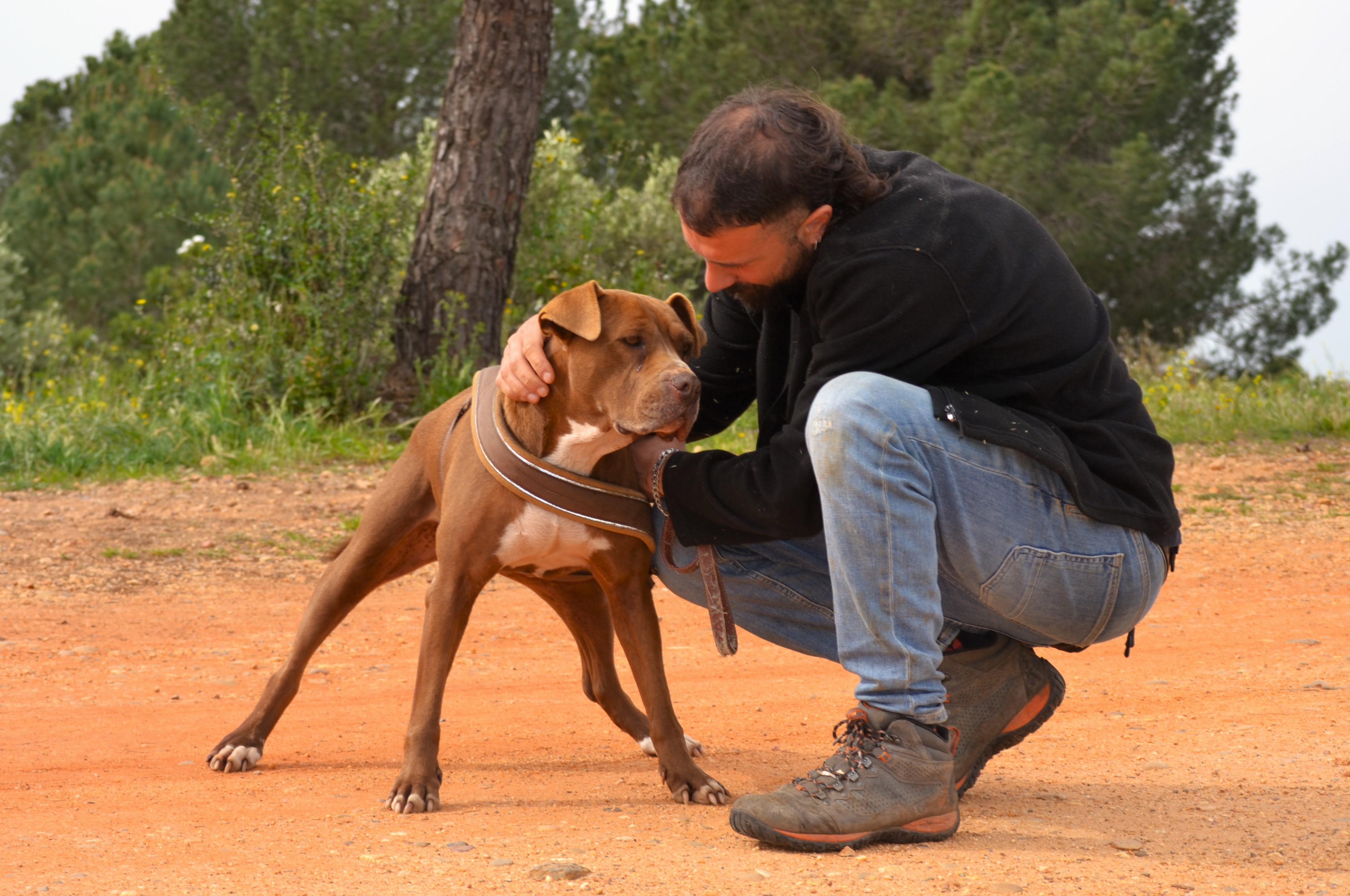 Chocolate - AF2431CL