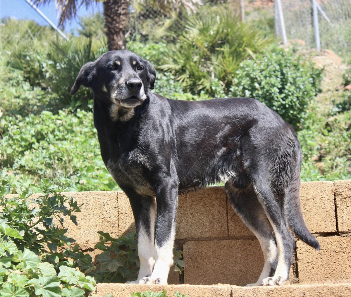 Panther - AM25155AD Panther - AM25155AD