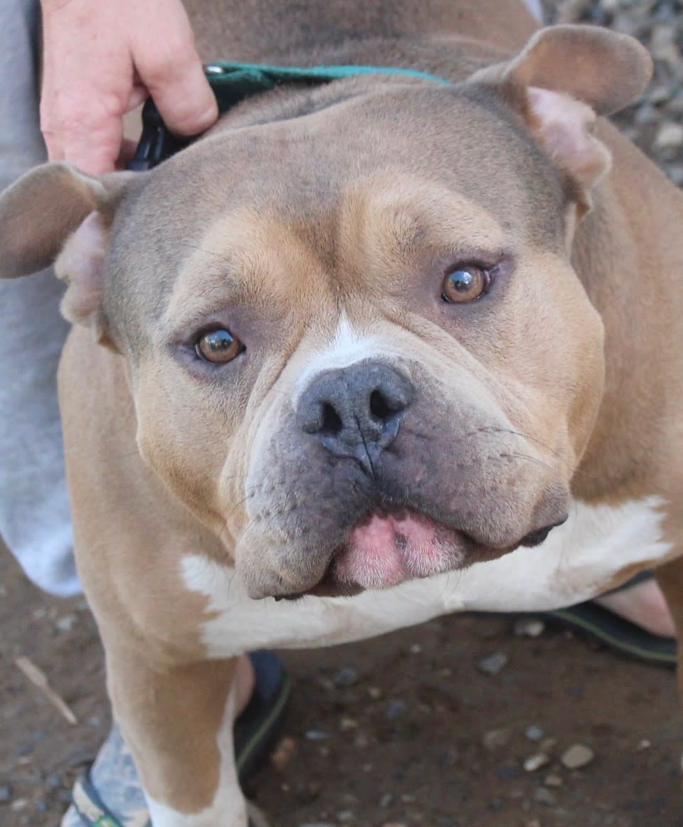 Cecil - AM25219ML Cecil - AM25219ML