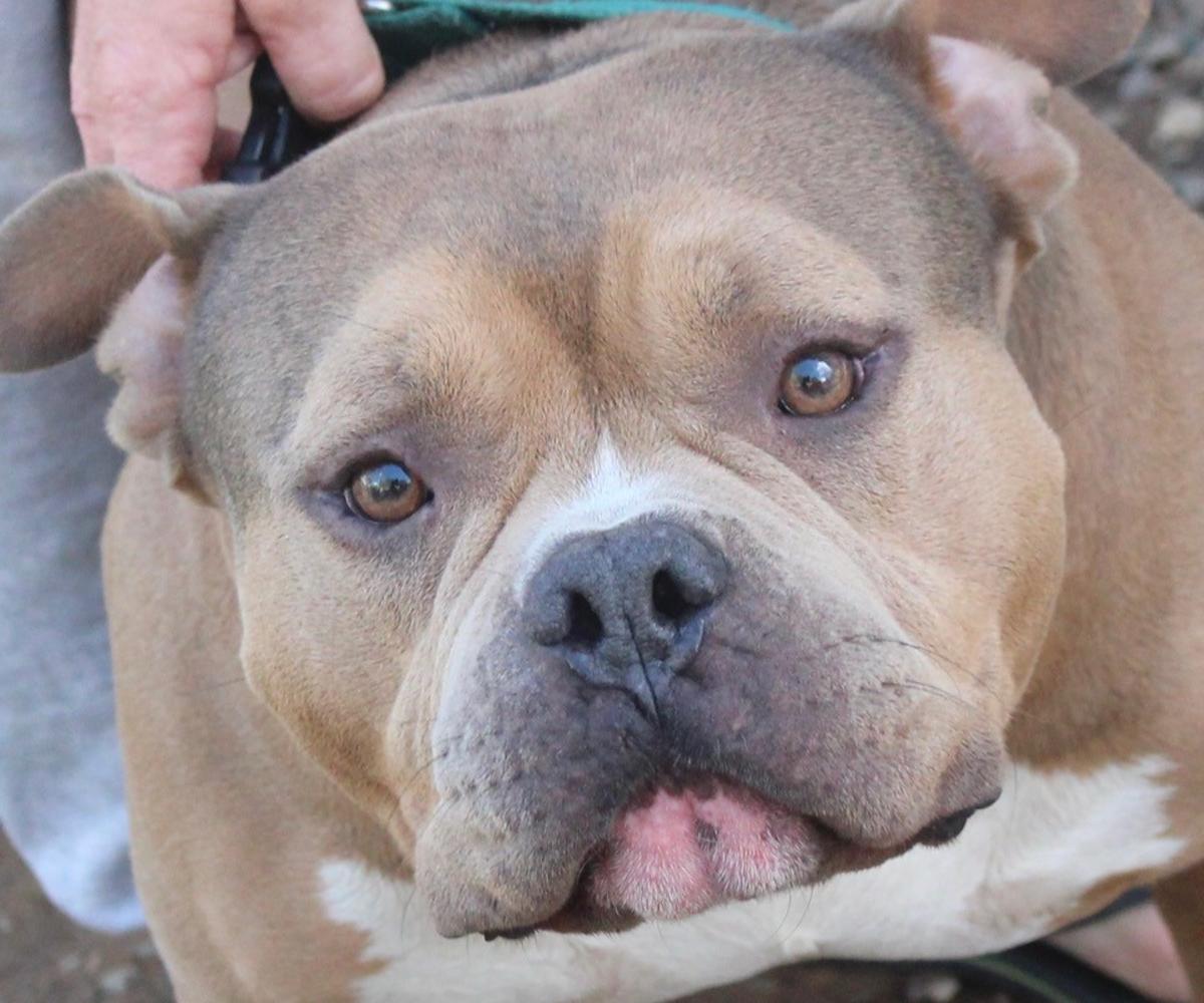 Cecil - AM25219ML Cecil - AM25219ML