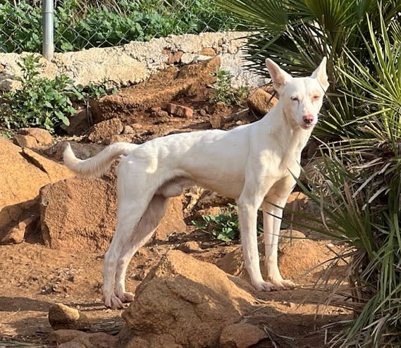 Wesly - AM26262AD Wesly - AM26262AD