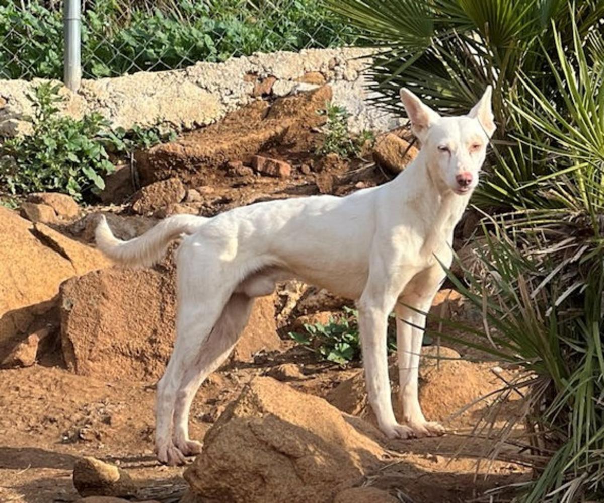 Wesly - AM26262AD Wesly - AM26262AD