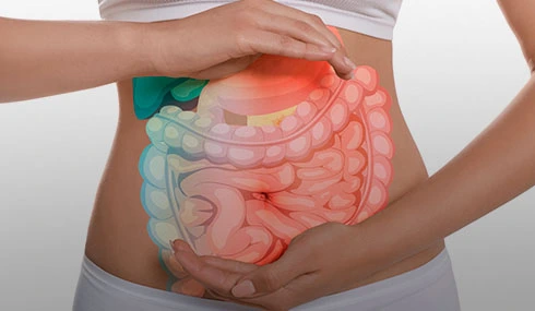 ¿Qué color es el sistema digestivo? - Familia®