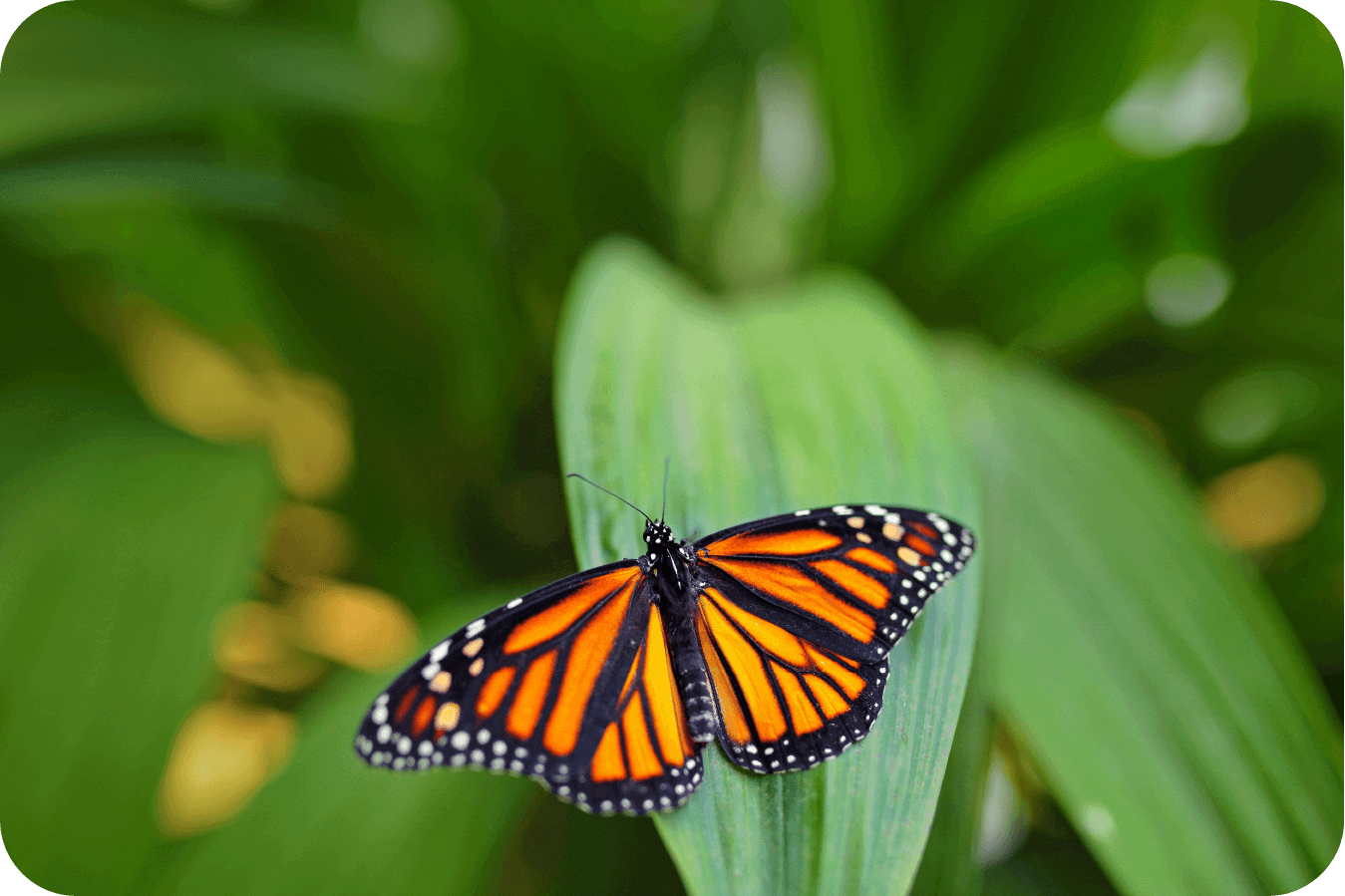 Mariposa