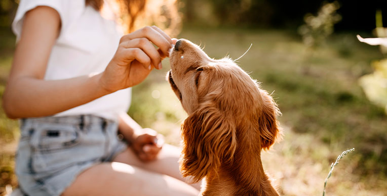 como-limpiar-las-patas-de-tu-perro-imagen-3