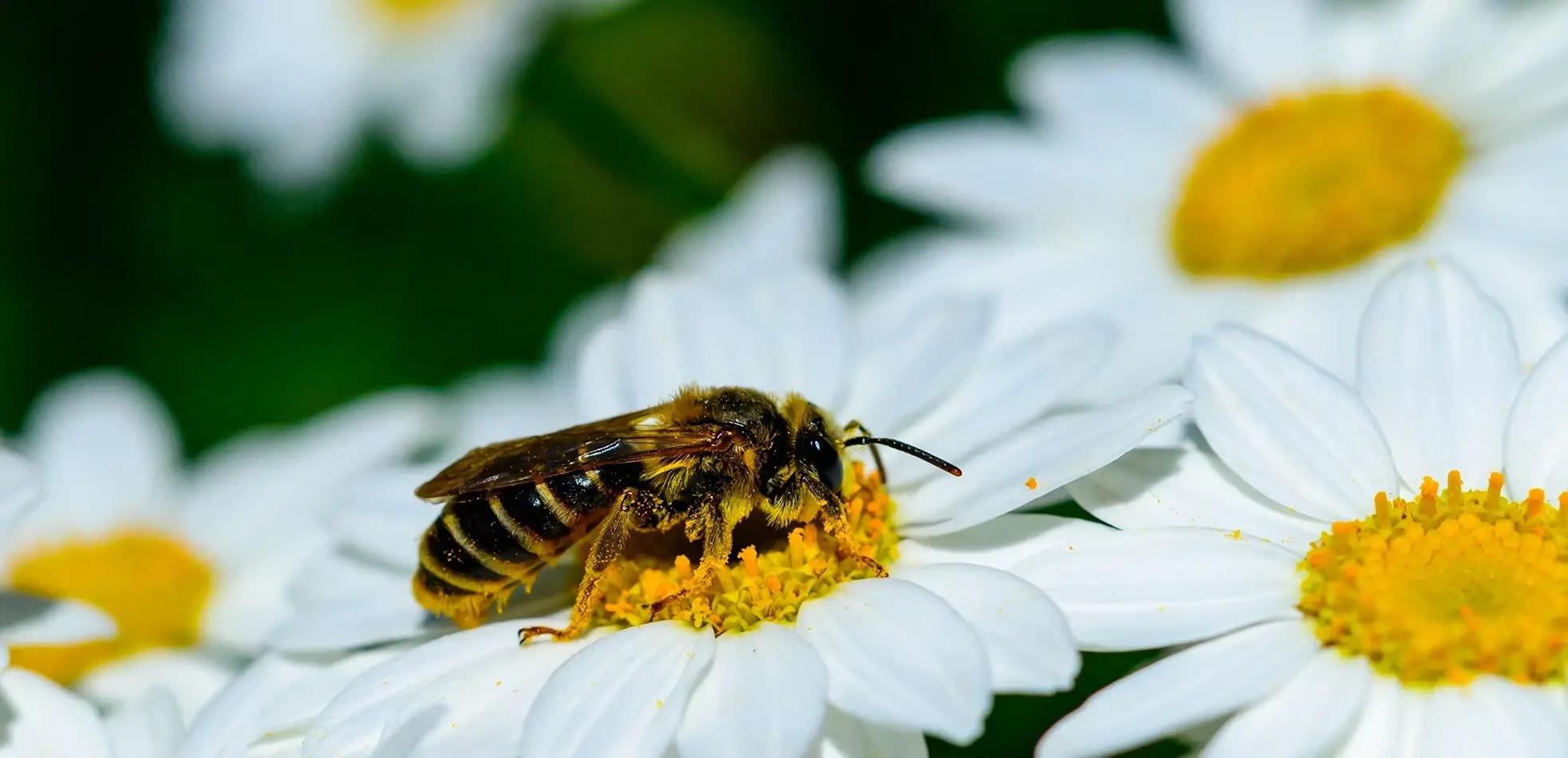 Abeja Sostenibilidad