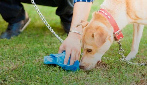 ¿Por qué los perros comen popó? - Familia®