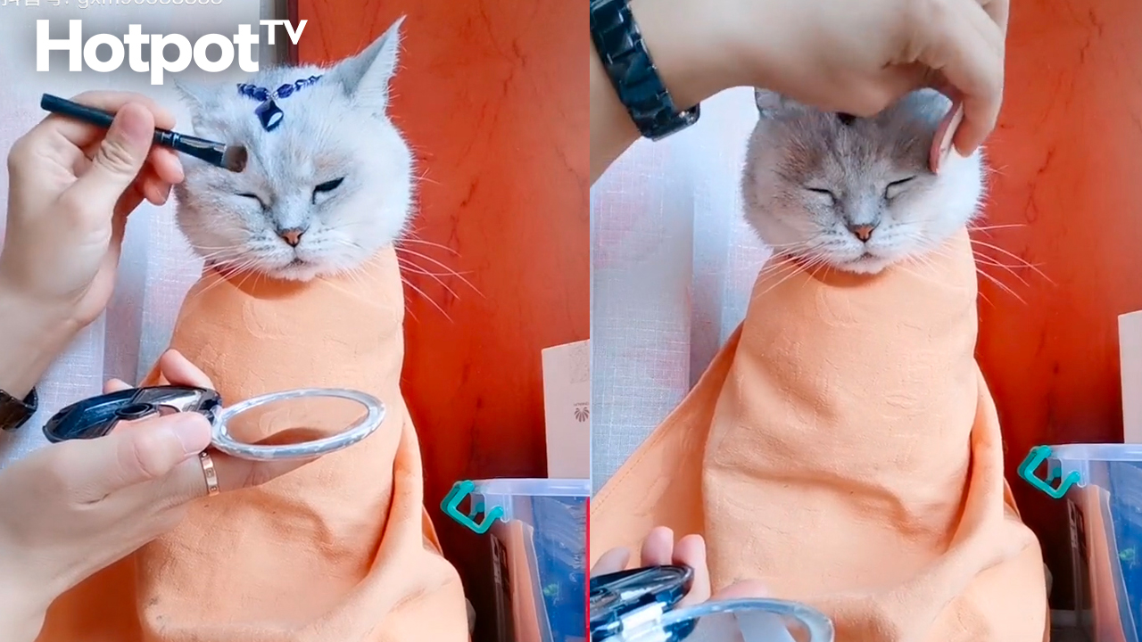 Beautiful Cat Having A Spa Day And Getting Her Makeup Done She S Purrrrfect 💄💅 Viral Hotpot