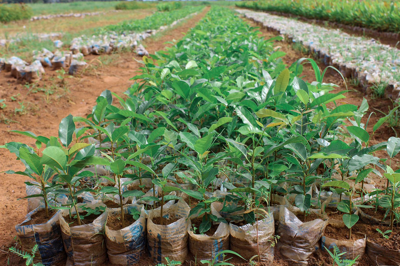 Plant and adopt a tree in Ghana - Treedom