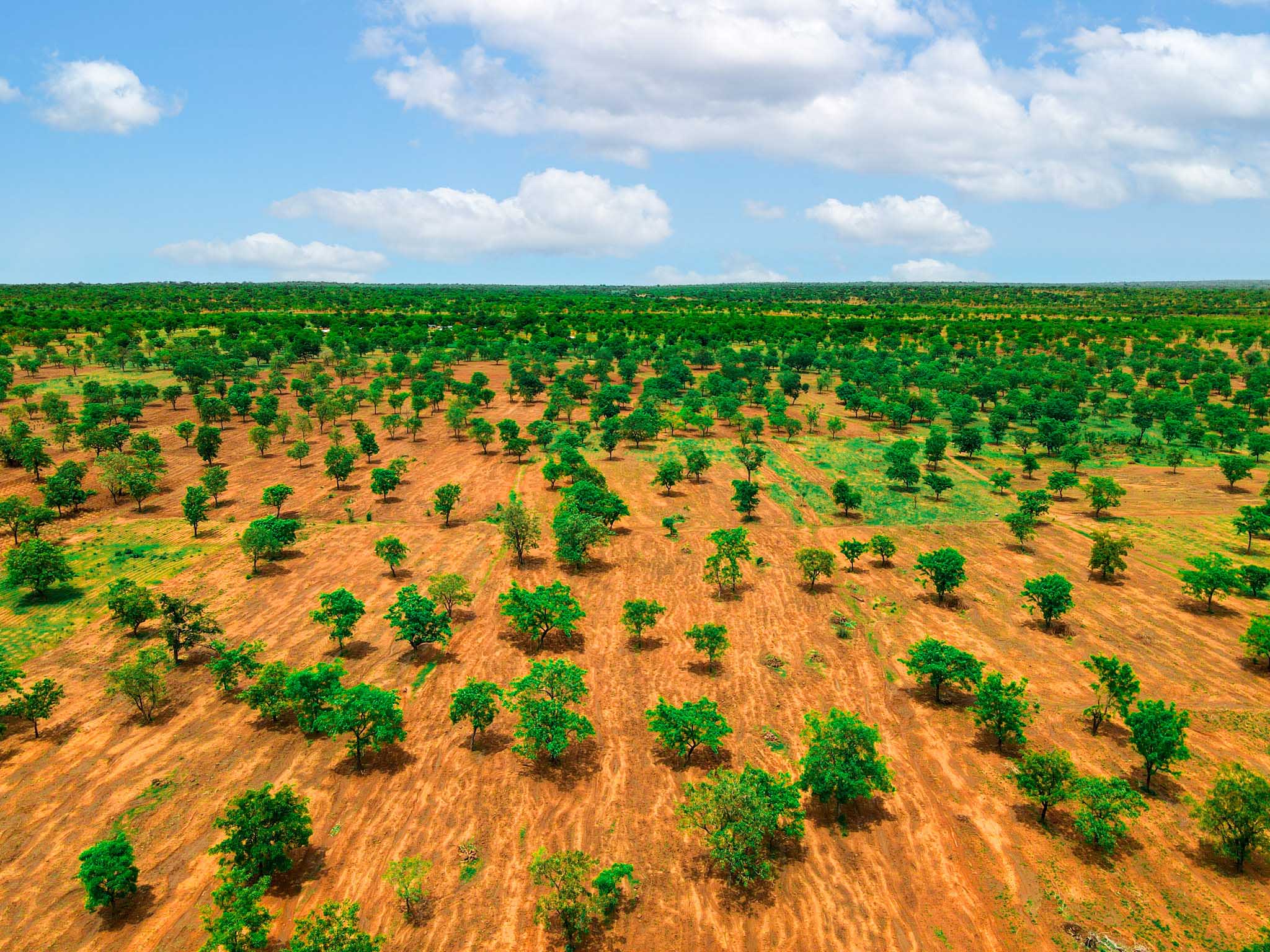Plant and adopt a tree in Ghana - Treedom