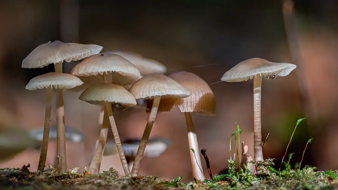 a group of mushrooms