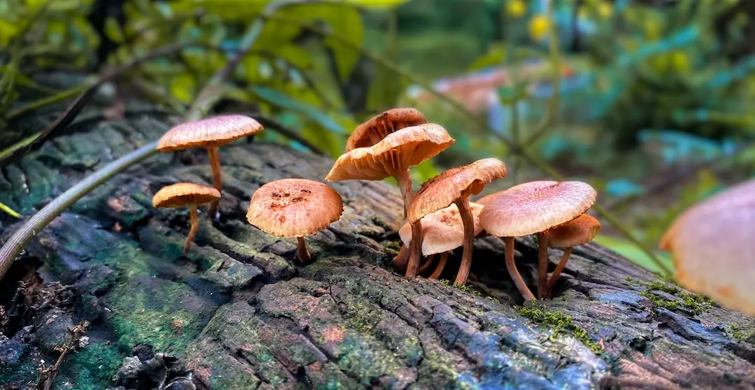 brown mushrooms on brown tree trunk