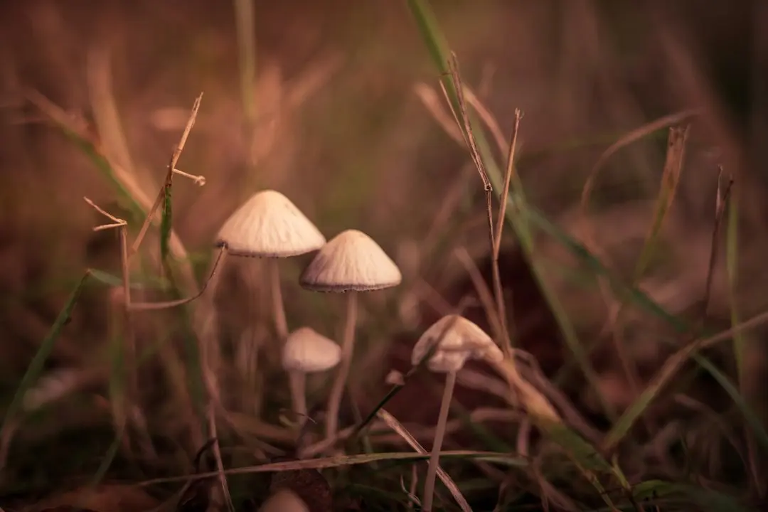 a close up of some grass