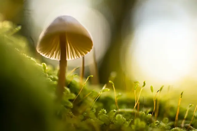 {"author":"http://www.domestika.org/es/lute3d/portfolio","altText":"selective focus photograph of mushroom","authorFirstName":"Manuel","authorLastName":"Barroso Parejo"}