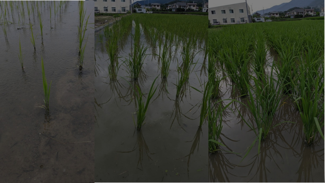 水田の画像