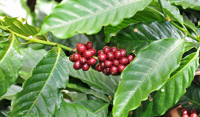 Coffee cherries