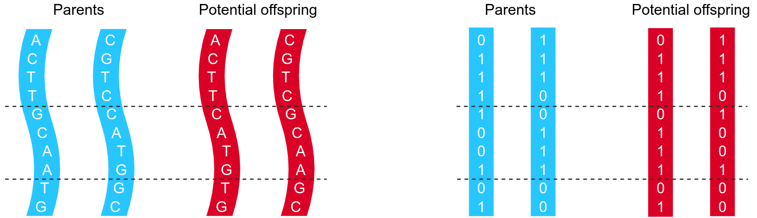 Crossover in action. On the left we have DNA, where the four letters represent the different molecules DNA is built of. On the right we have the equivalent on a binary array. In both cases we have two "parents" who swap out a piece of their "genetic code" (between the dotted lines) to create new and unique potential offspring. Apart from the four versus two possible values and the fact that DNA strings are really bendy while computer memory and the arrays of data within are not, the only remaining difference is that the biological process is generally considered a rather fun activity compared to its emotionless digital equivalent.