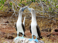 Blue Footed Booby Galapagos