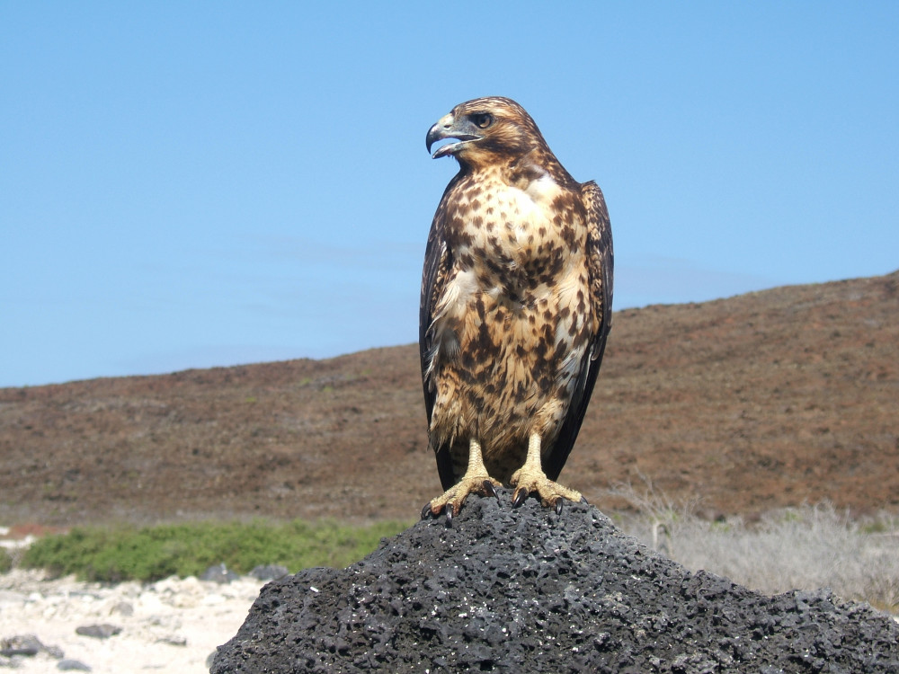 Galapeos | Halcón de las Galápagos