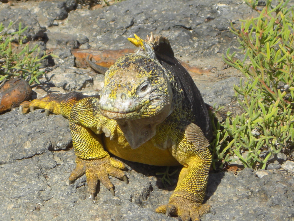 Galapeos | isla Plaza Sur, Galapagos