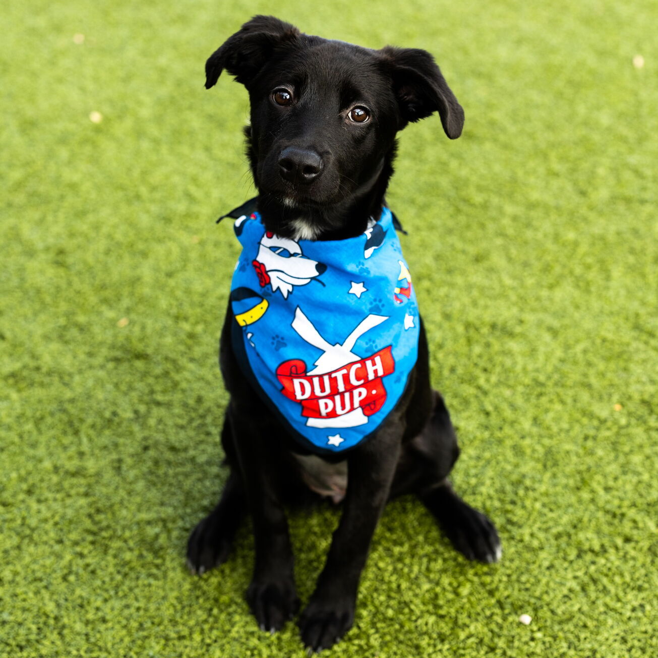 dog-day-2025-pr