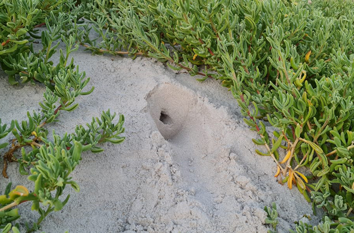 A golden mole burrow. (Photo by Nicky Souness) 