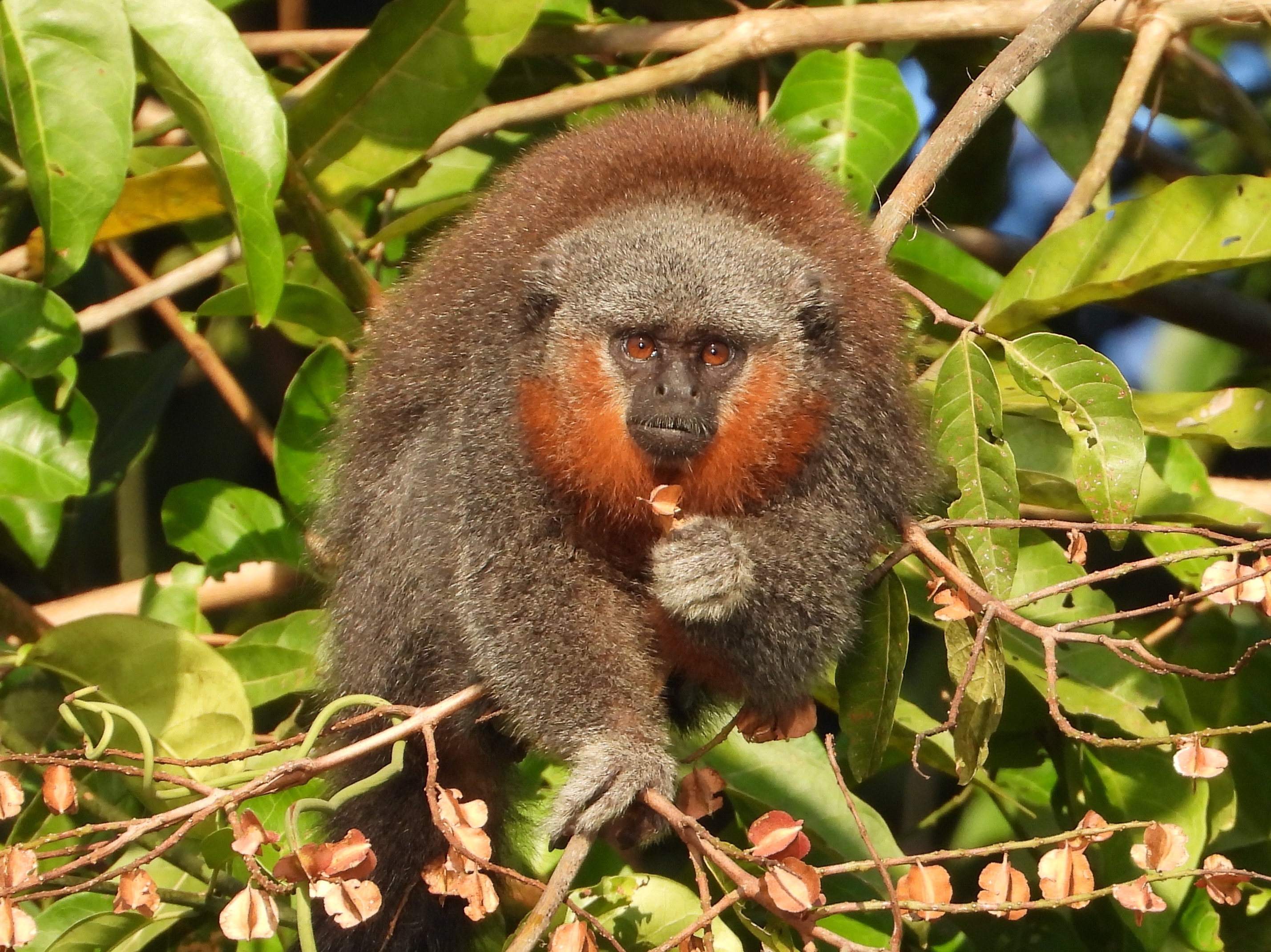 New monkey species from Brazilian Amazon’s 'arc of deforestation’ joins list of 25 most endangered primates in 2022-2023 