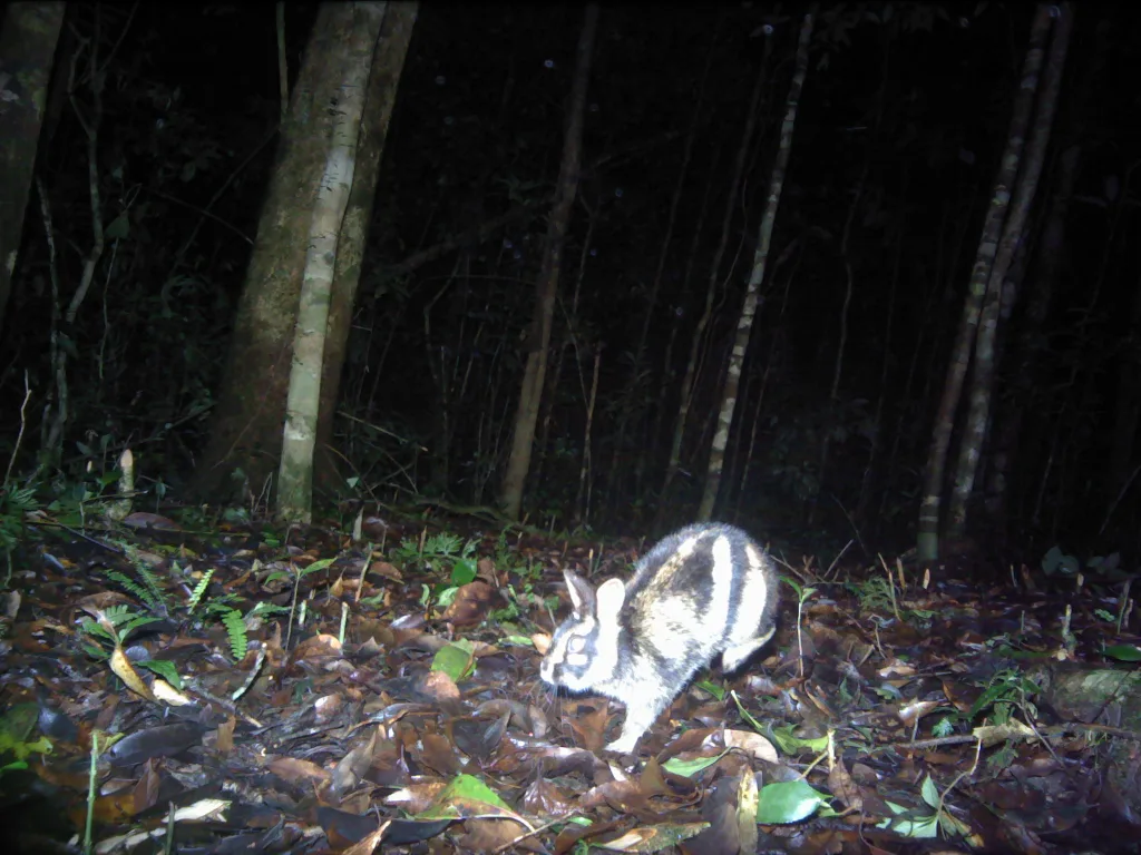 Endangered rabbit spotted in Vietnam's Southern Annamite mountains