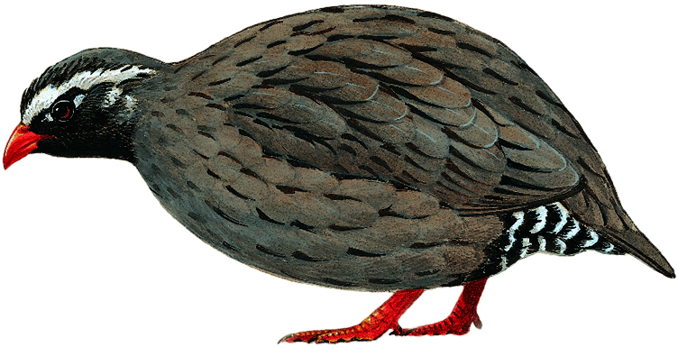 The Himalayan quail was last seen in India in 1877. It is one of the top 10 most wanted lost birds by the Search for Lost Birds. (Illustration © Lynx Edicions)