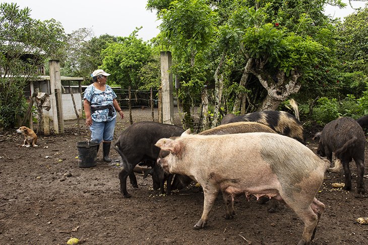 A local farmer on Floreana Island feeding her hogs. (Andy Wright/Island Conservation)